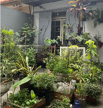 Quintal com hortas e vasos de plantas